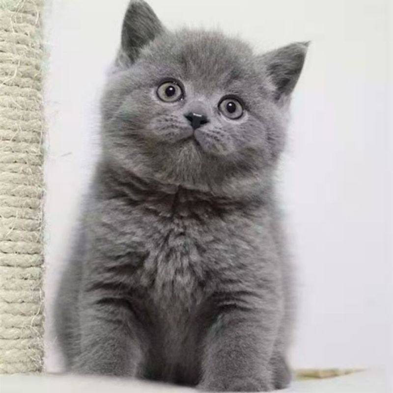 纯种英短蓝猫包子脸地毯毛蓝猫蓝猫高地蓝猫矮脚猫幼崽猫咪活