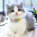 纯种英短蓝猫包子脸地毯毛蓝猫蓝猫高地蓝猫矮脚猫幼崽猫咪活