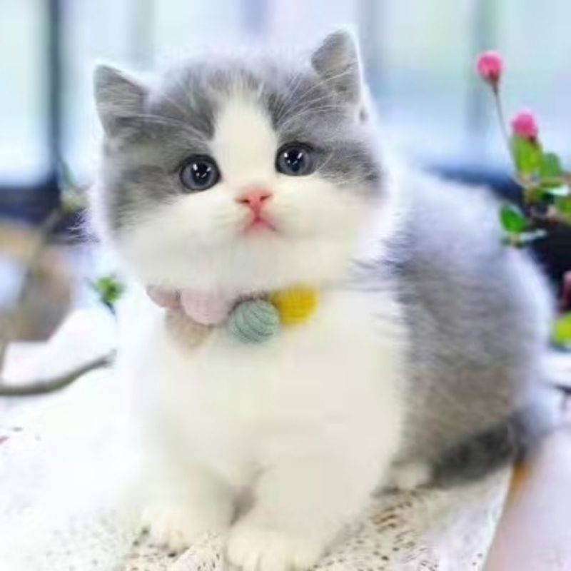 纯种英短蓝猫包子脸地毯毛蓝猫蓝猫高地蓝猫矮脚猫幼崽猫咪活
