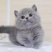 纯种英短蓝猫包子脸地毯毛蓝猫蓝猫高地蓝猫矮脚猫幼崽猫咪活