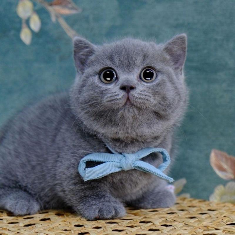 纯种英短蓝猫包子脸地毯毛蓝猫蓝猫高地蓝猫矮脚猫幼崽猫咪活