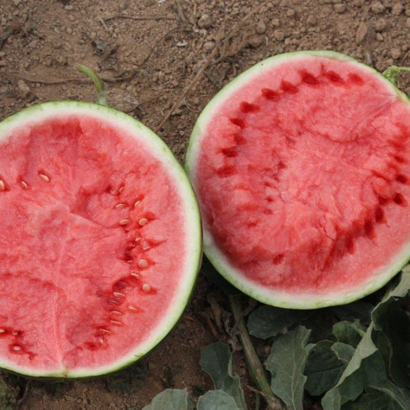 河南夏邑万亩8424美都无籽西瓜种植基地