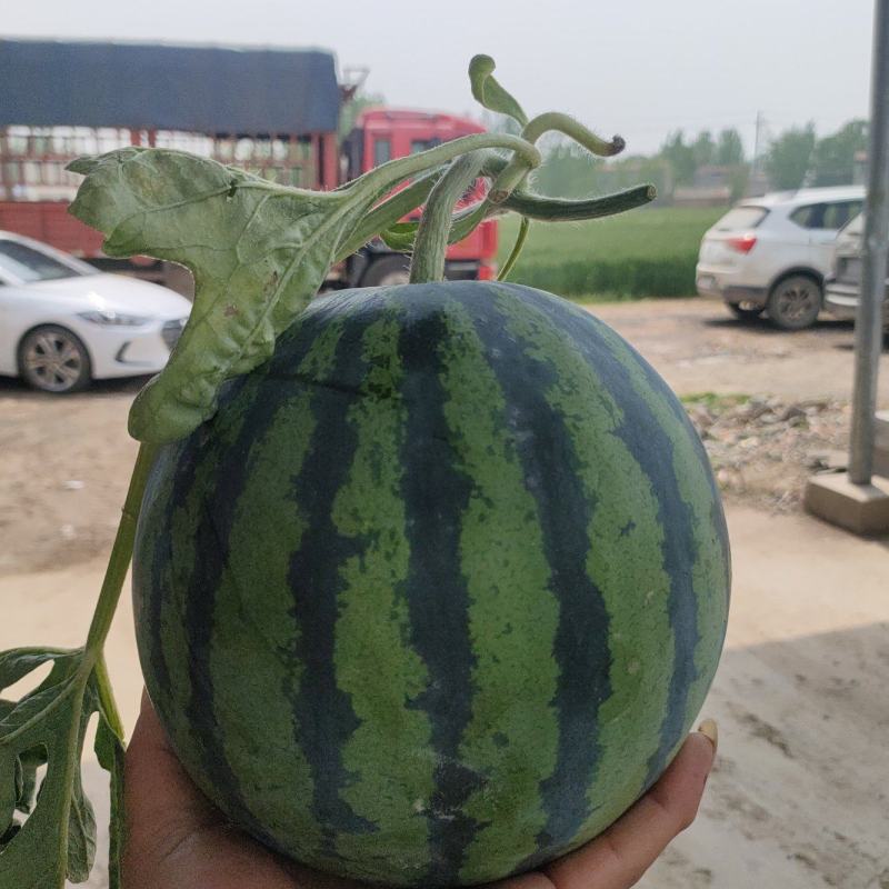 河南夏邑万亩8424美都无籽西瓜种植基地