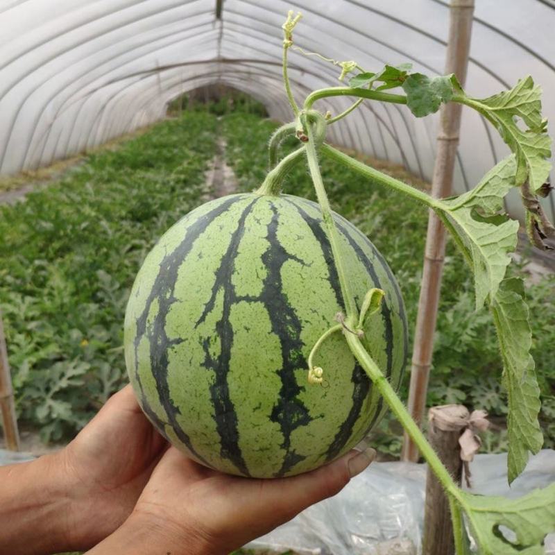河南夏邑万亩8424美都无籽西瓜种植基地
