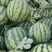 河南夏邑万亩8424美都无籽西瓜种植基地