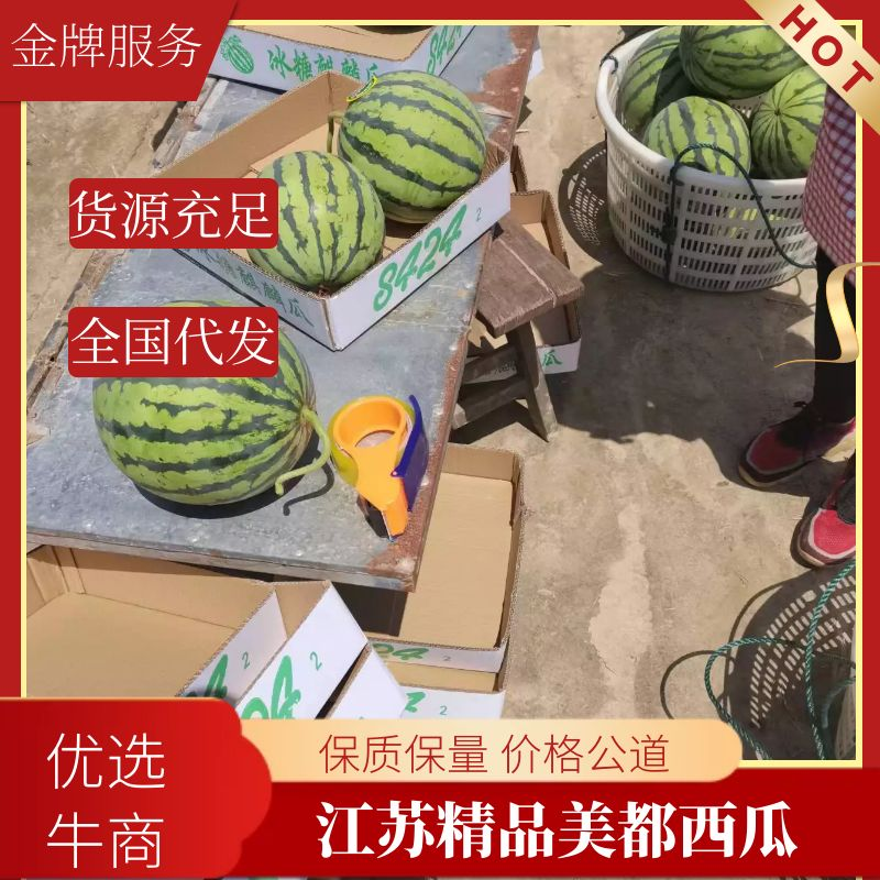 【荐】江苏东台美都头茬瓜无籽美都纯甜品质保障