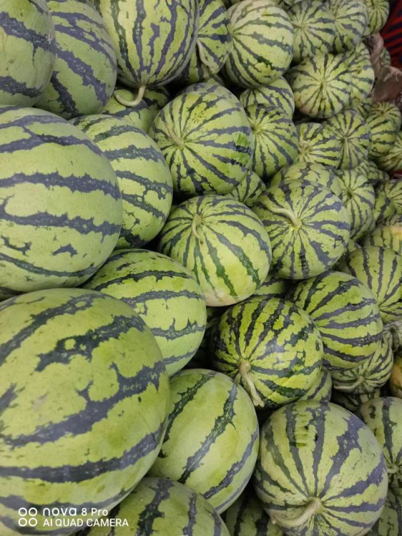 【诚信经营】江苏精品8424产地直销皮薄瓤红口感纯甜