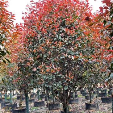 高杆红石楠漳州红石楠种植基地苗农直销移栽苗一手货源
