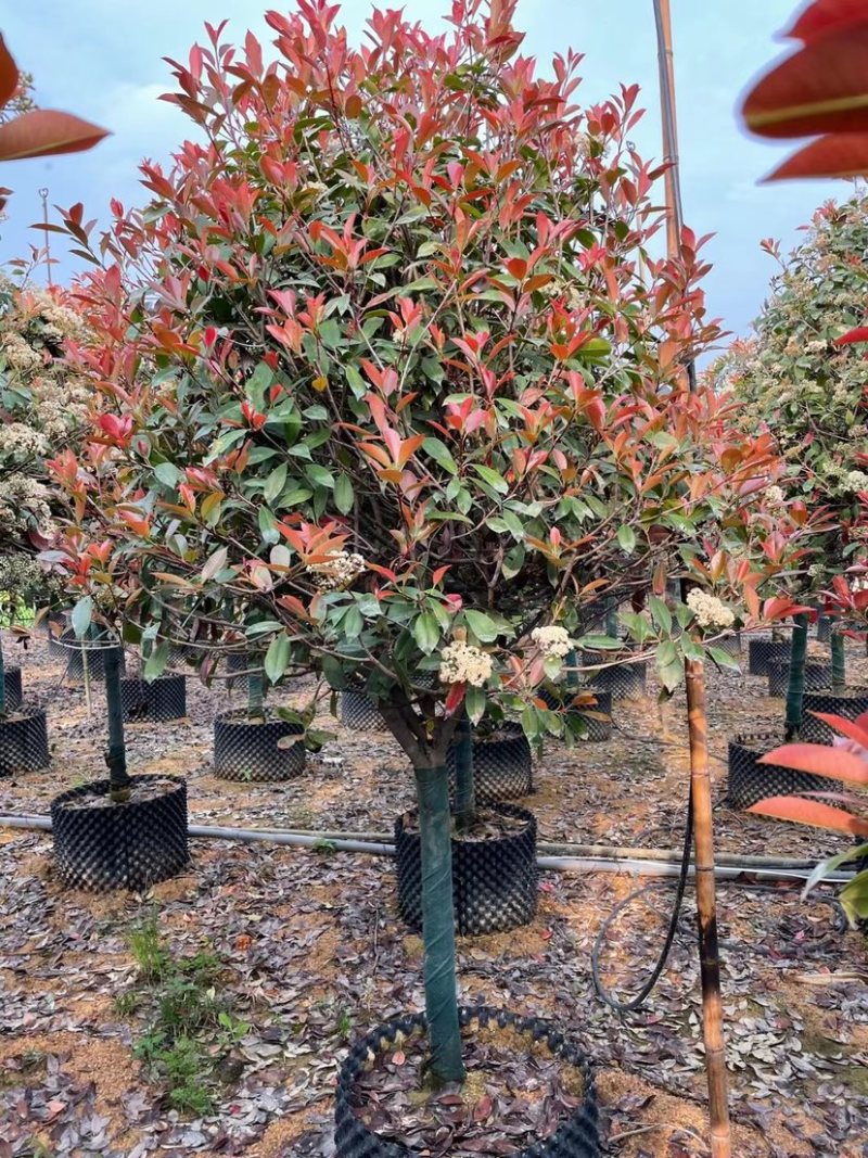 高杆红石楠漳州红石楠种植基地苗农直销移栽苗一手货源