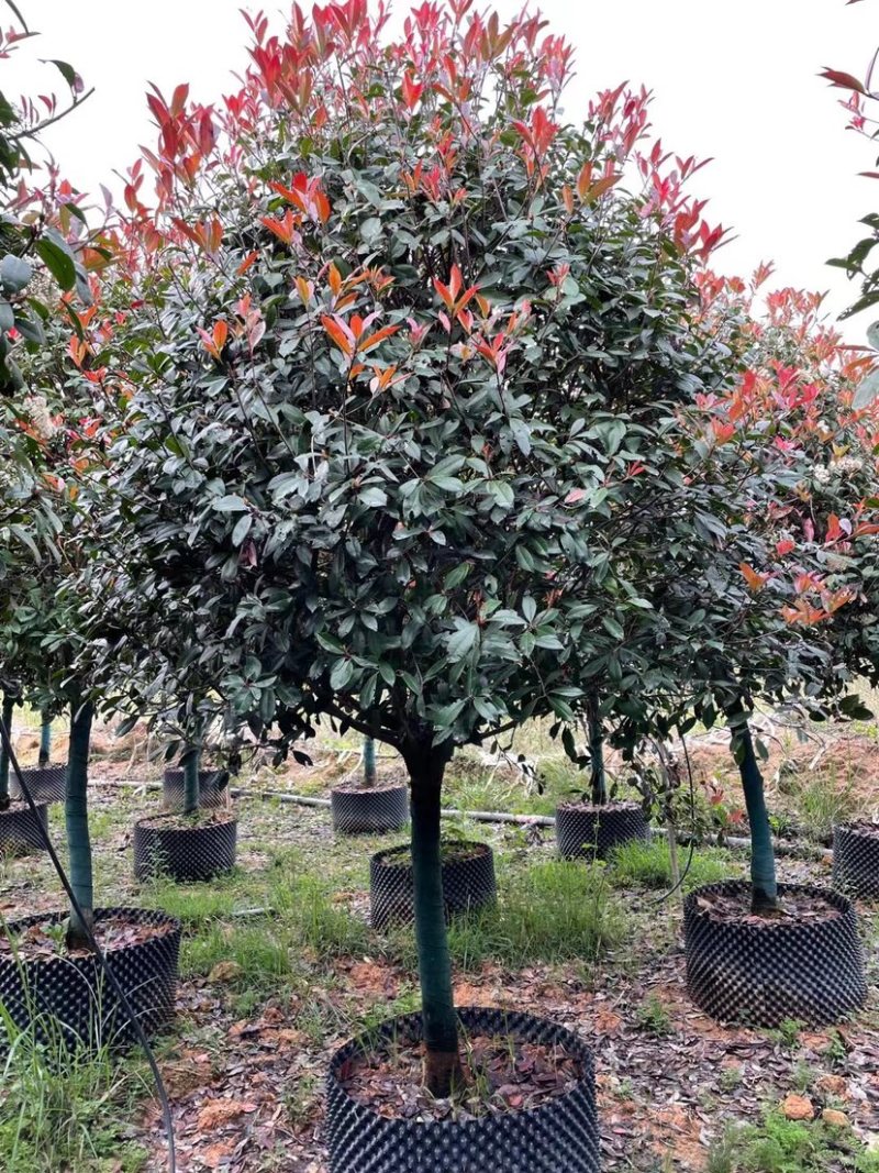高杆红石楠漳州红石楠种植基地苗农直销移栽苗一手货源
