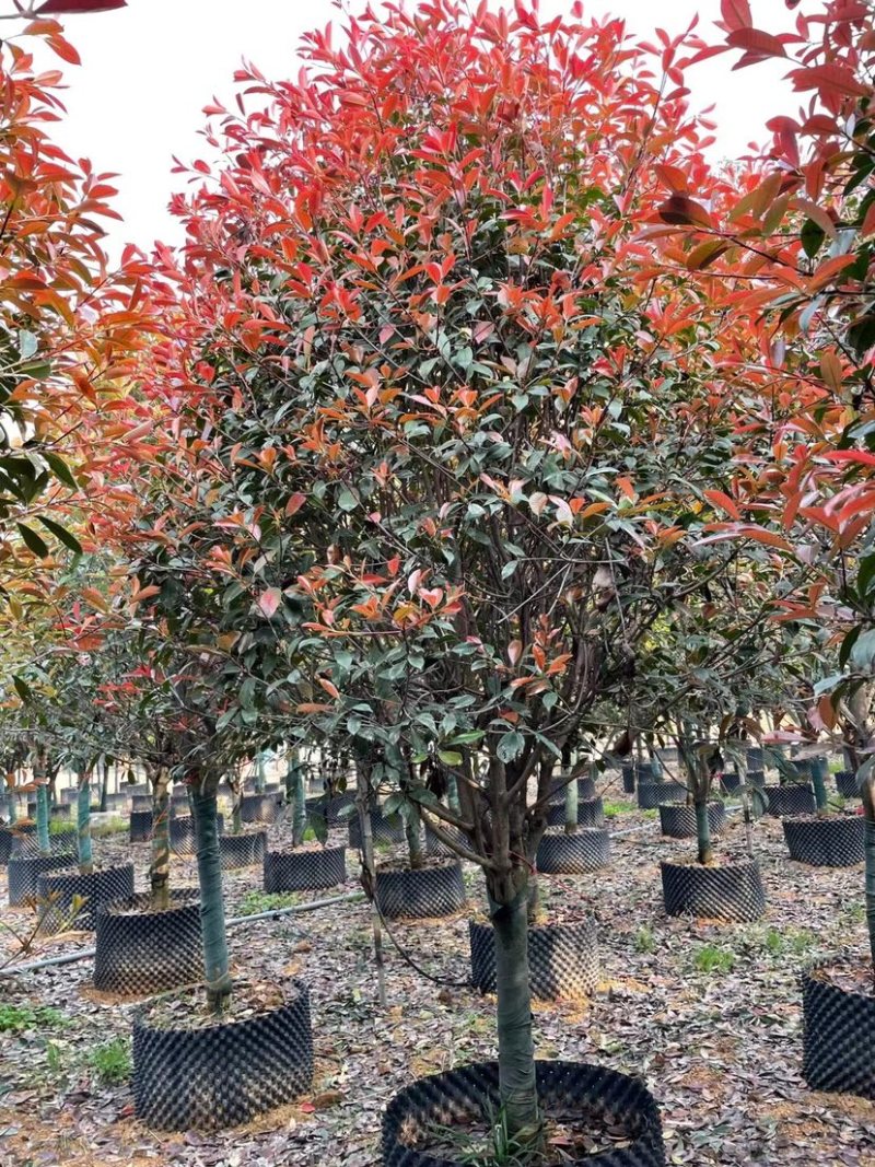 高杆红石楠漳州红石楠种植基地苗农直销移栽苗一手货源