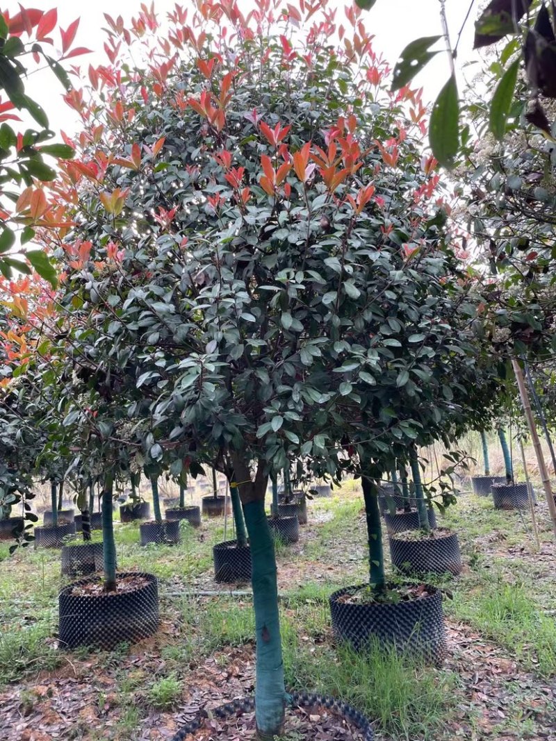 高杆红石楠漳州红石楠种植基地苗农直销移栽苗一手货源