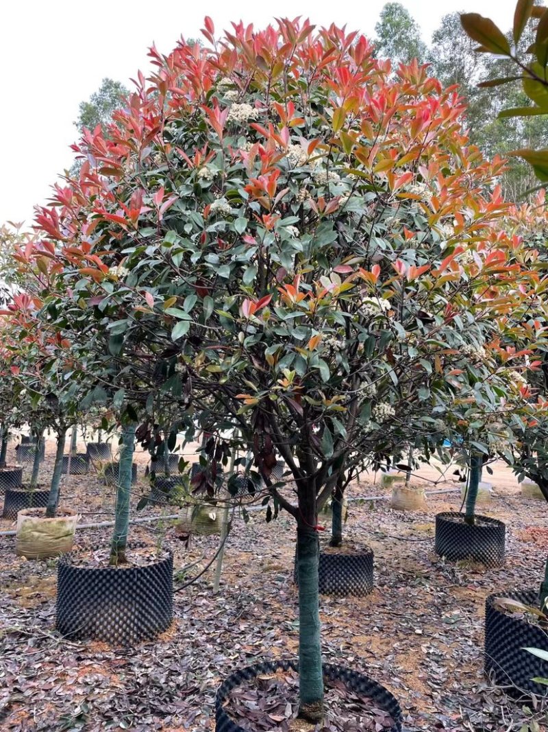 高杆红石楠漳州红石楠种植基地苗农直销移栽苗一手货源