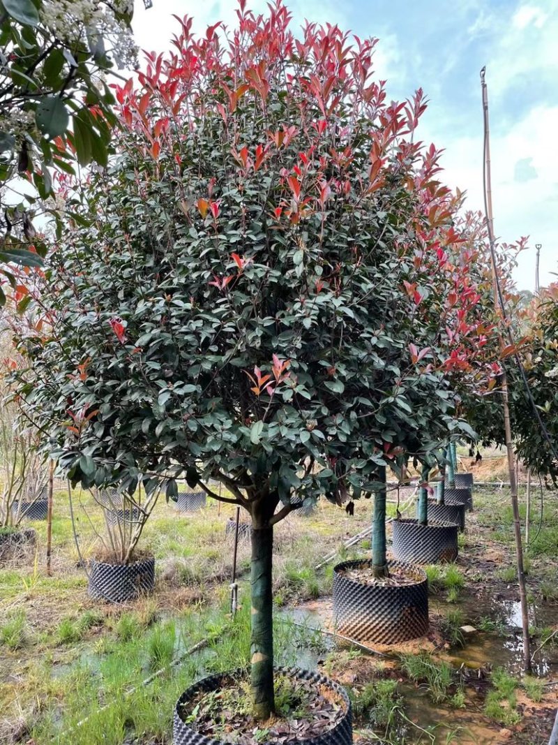 高杆红石楠漳州红石楠种植基地苗农直销移栽苗一手货源