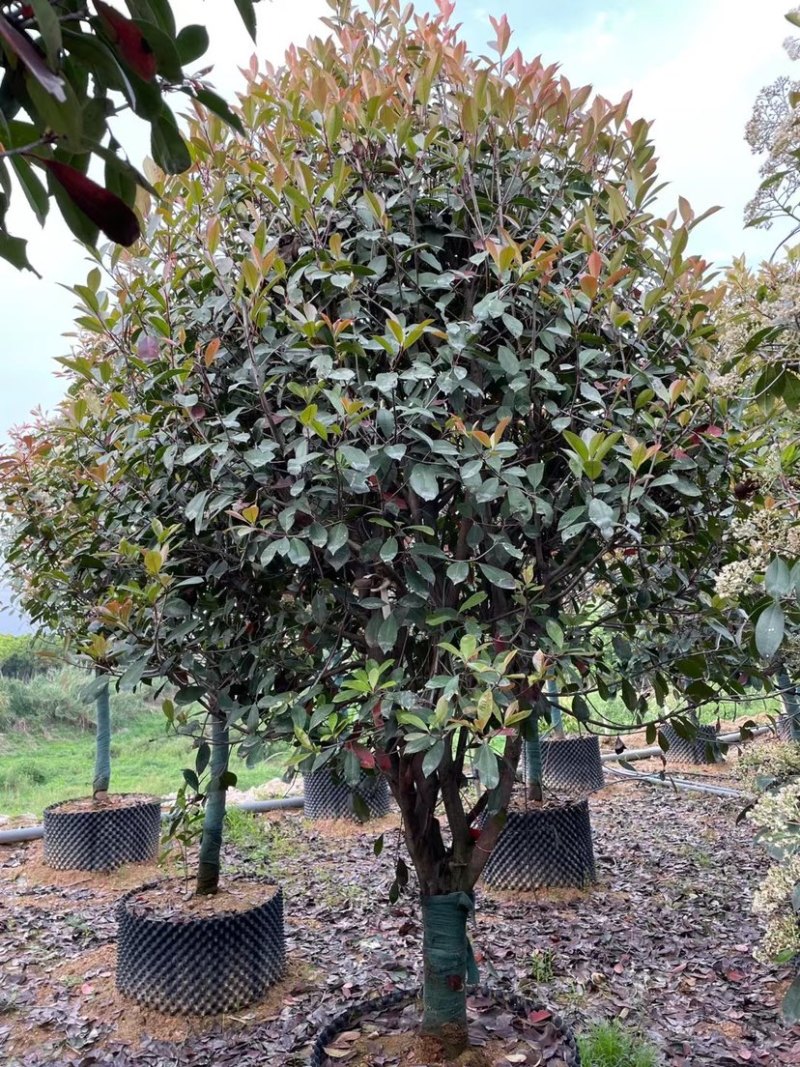 高杆红石楠漳州红石楠种植基地苗农直销移栽苗一手货源