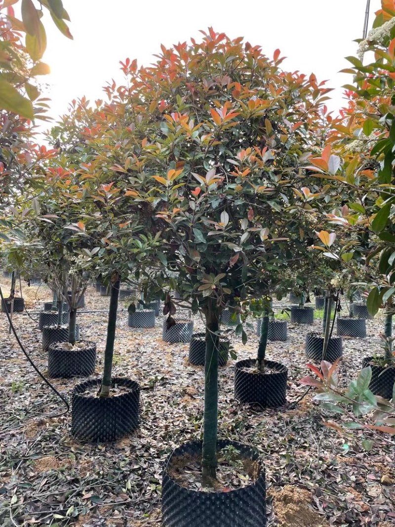 高杆红石楠漳州红石楠种植基地苗农直销移栽苗一手货源