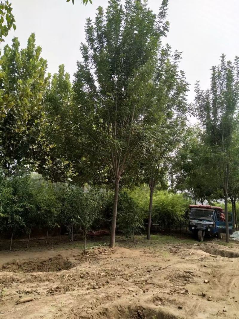 10公分白蜡12公分白蜡绿化产地直发15公分白蜡16公分