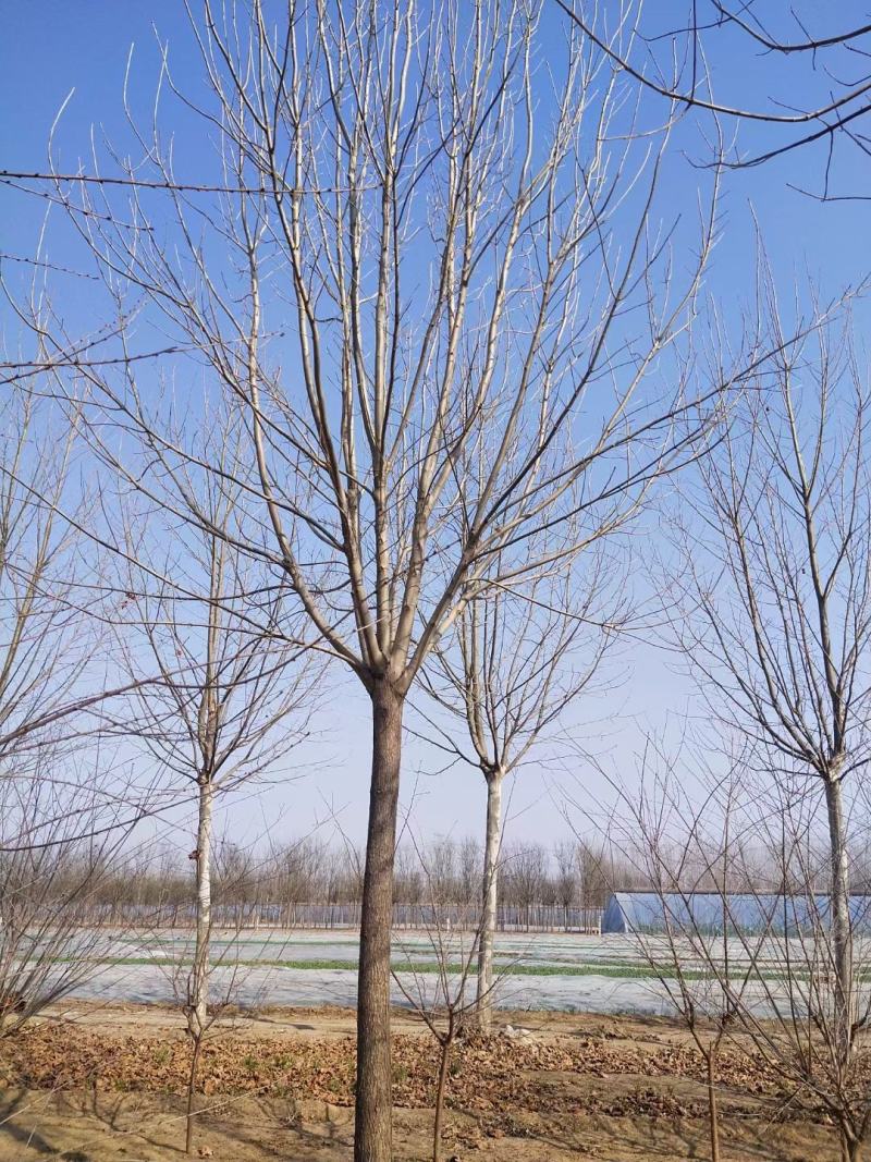 10公分白蜡12公分白蜡绿化产地直发15公分白蜡16公分