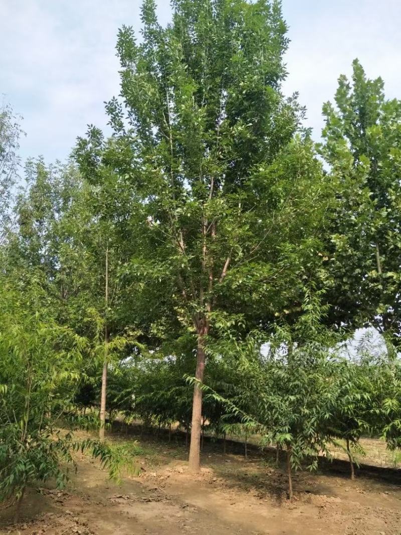 10公分白蜡12公分白蜡绿化产地直发15公分白蜡16公分