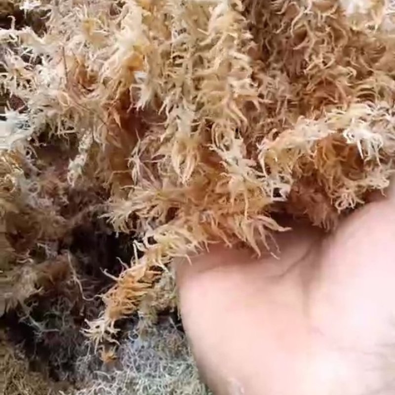 云南水苔