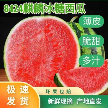 夏邑西瓜8424当天发货
