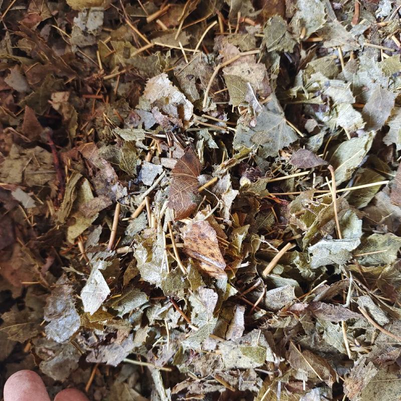 淫羊藿羊油制淫羊藿地道药材产地黑龙江省紫轩堂药业