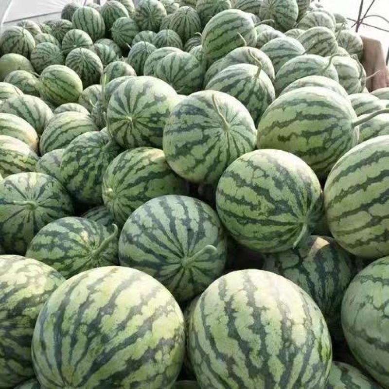 夏邑西瓜8424当天发货