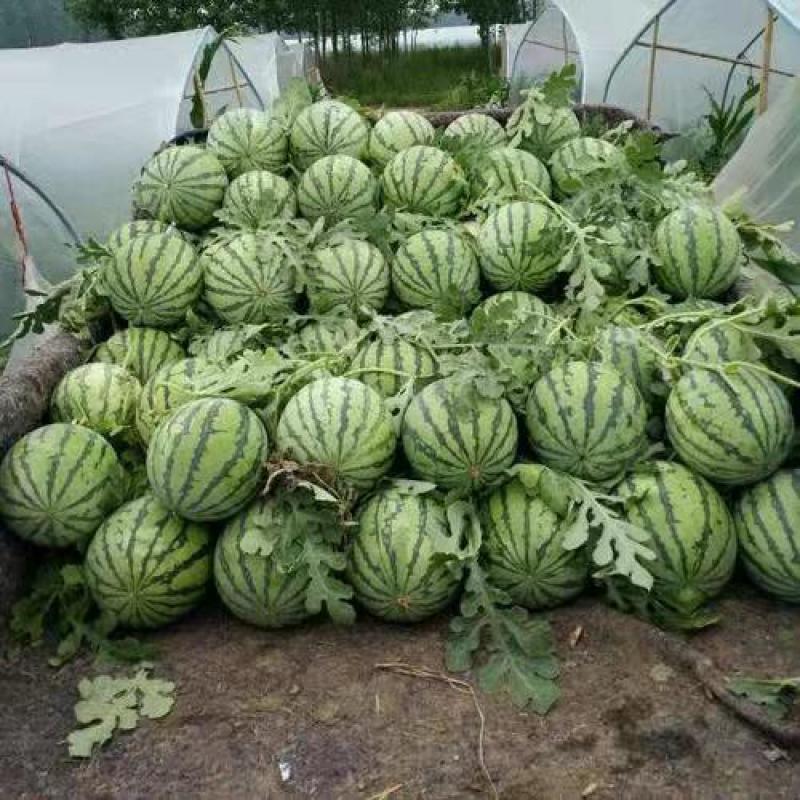 夏邑西瓜8424当天发货