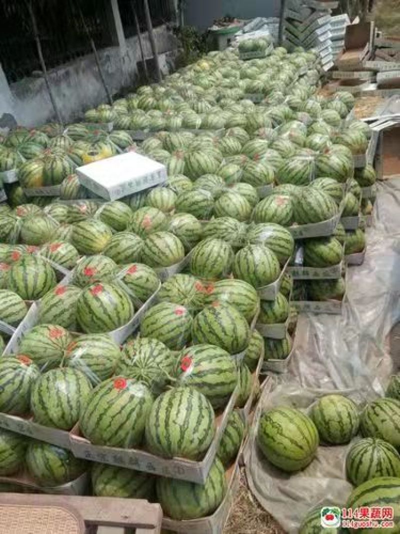 夏邑西瓜8424当天发货
