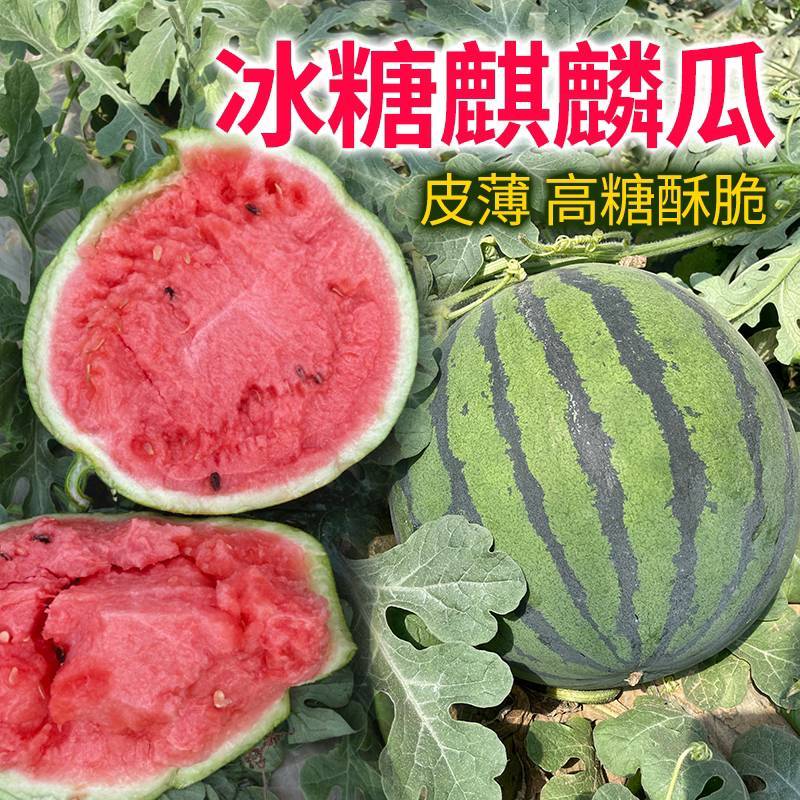 夏邑西瓜8424当天发货