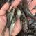 斑点叉尾鱼苗，各种各样的淡水鱼苗，大小规格齐全。欢迎选购