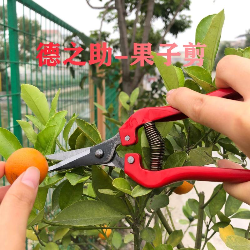 树粗枝剪刀修枝剪刀园林花艺剪园艺剪刀修花工具花剪果树枝