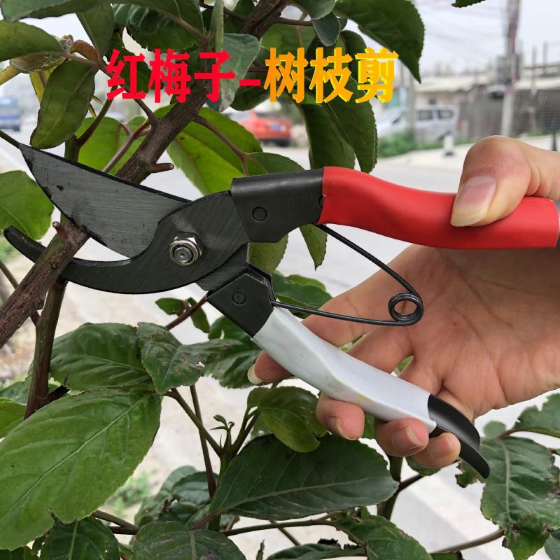 树粗枝剪刀修枝剪刀园林花艺剪园艺剪刀修花工具花剪果树枝