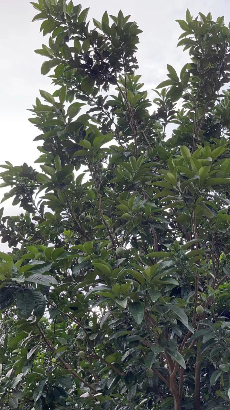 正宗茂名化州市平定化橘红，正宗化橘红大中小各种货