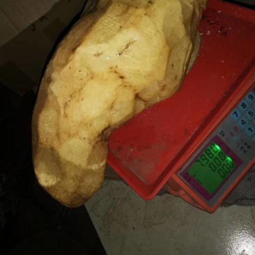 精品饲料大量供应红薯皮，可用于猪牛羊马主料，营养丰富。