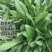 菊苣种子进口多年生大叶将军菊苣种籽四季高产耐旱牧草种子