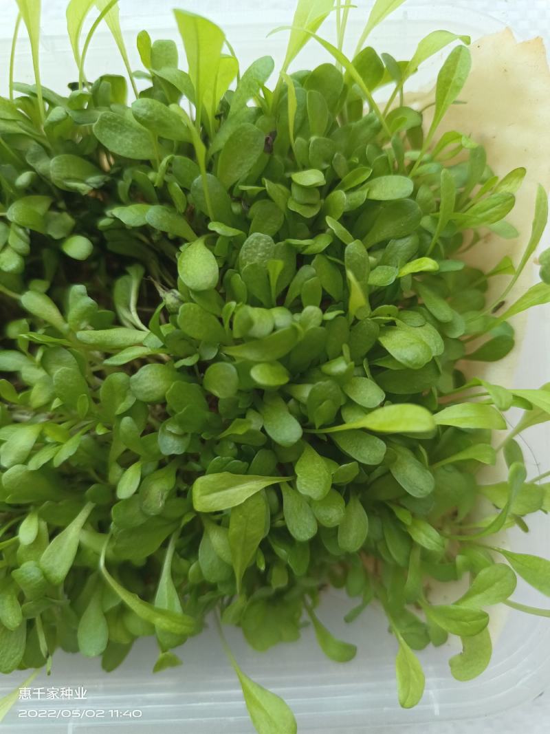 菊苣种子进口多年生大叶将军菊苣种籽四季高产耐旱牧草种子