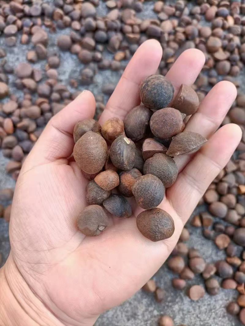 正中野油茶