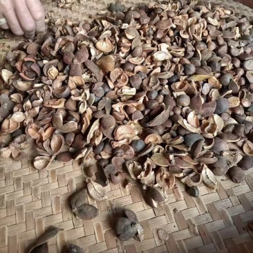 正中野油茶