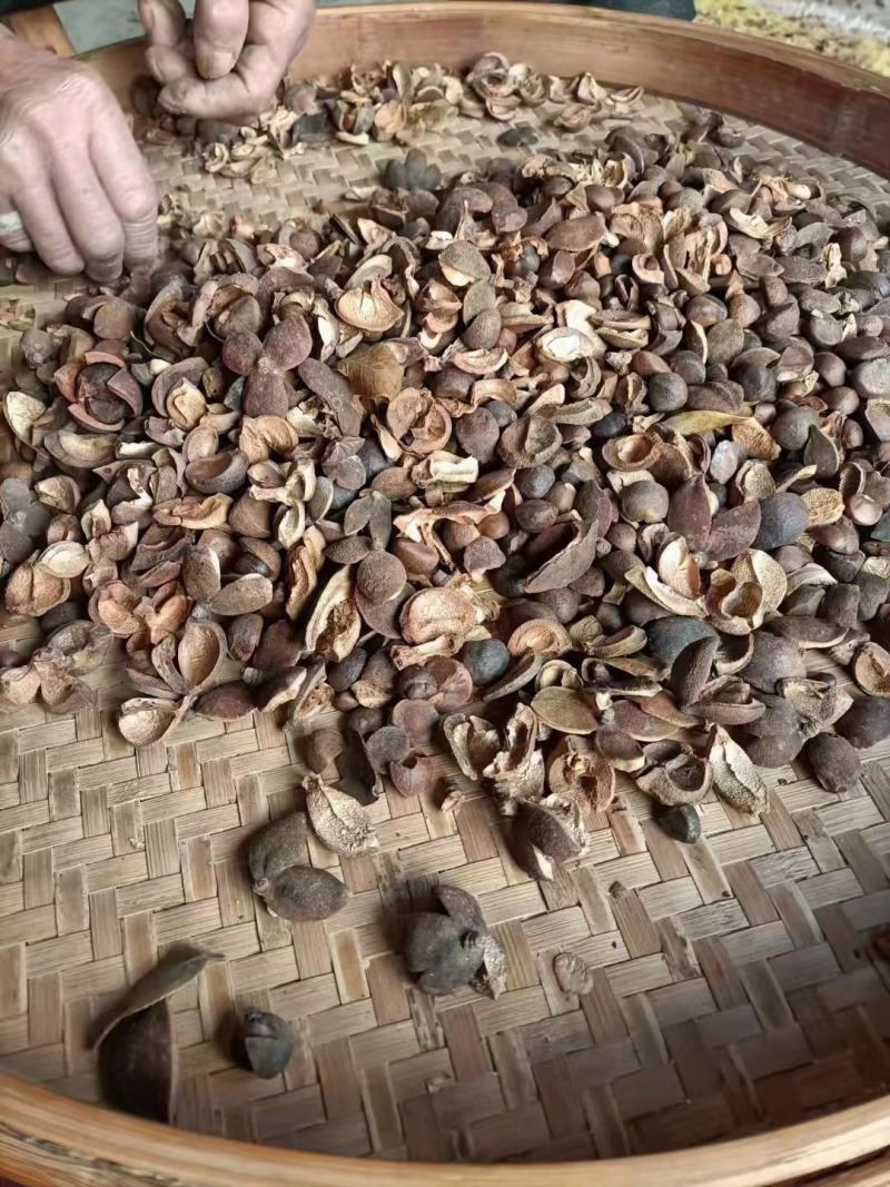 正中野油茶