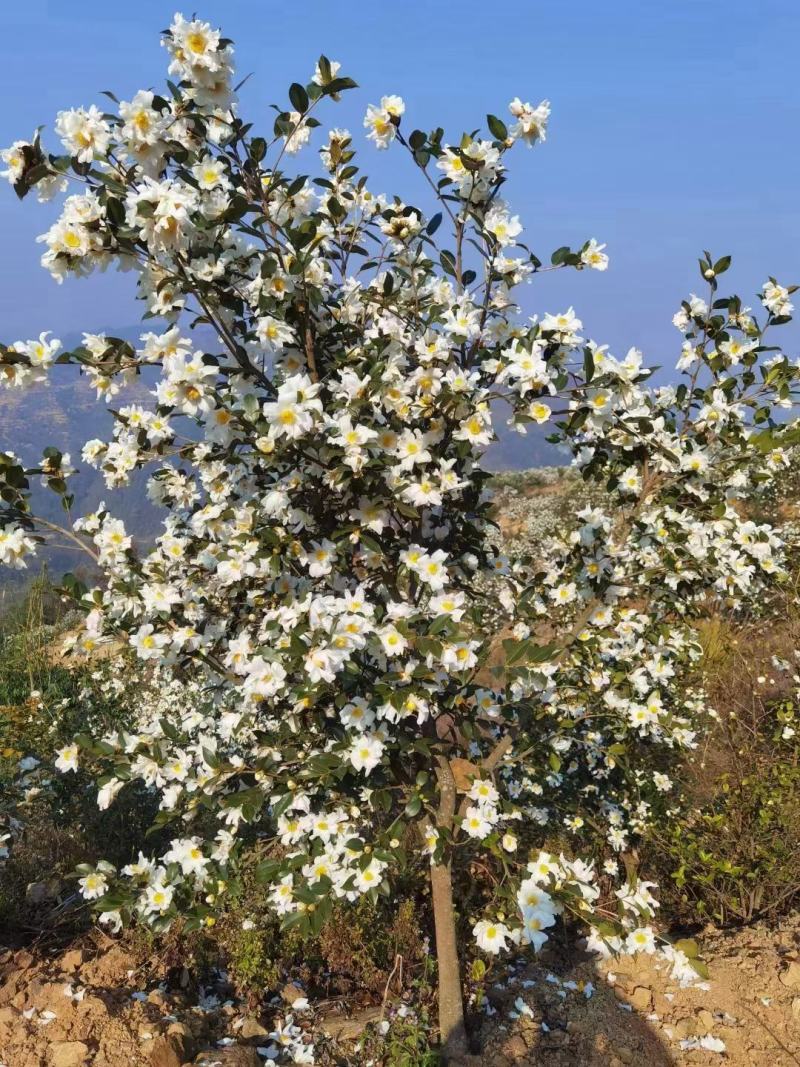 正中野油茶