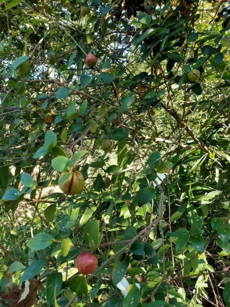 正中野油茶