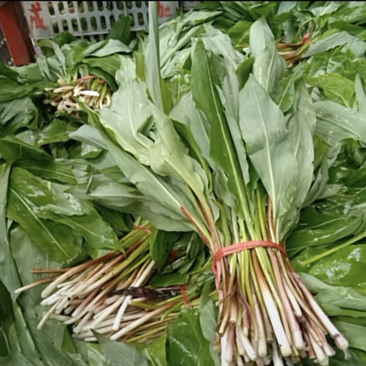 山葱别名羊儿葱