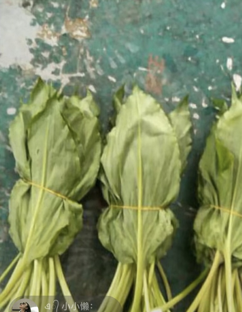 山葱别名羊儿葱