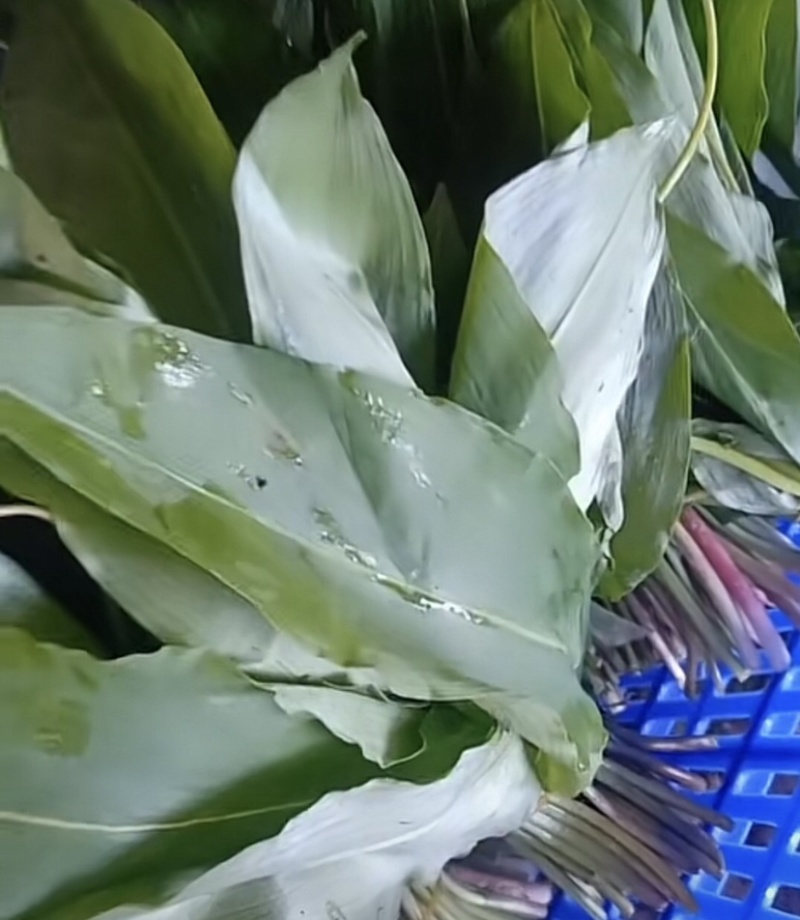 山葱别名羊儿葱
