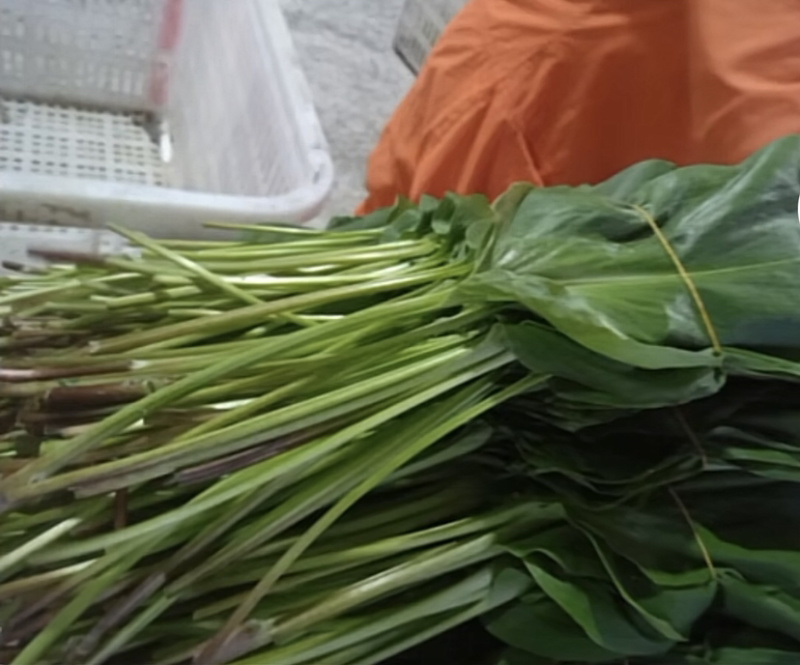 山葱别名羊儿葱