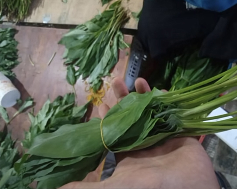 山葱别名羊儿葱