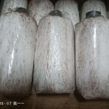 茯苓菌种