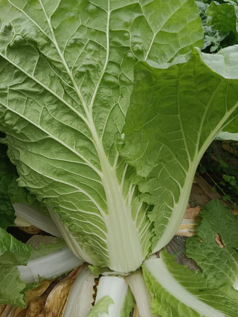 大白菜