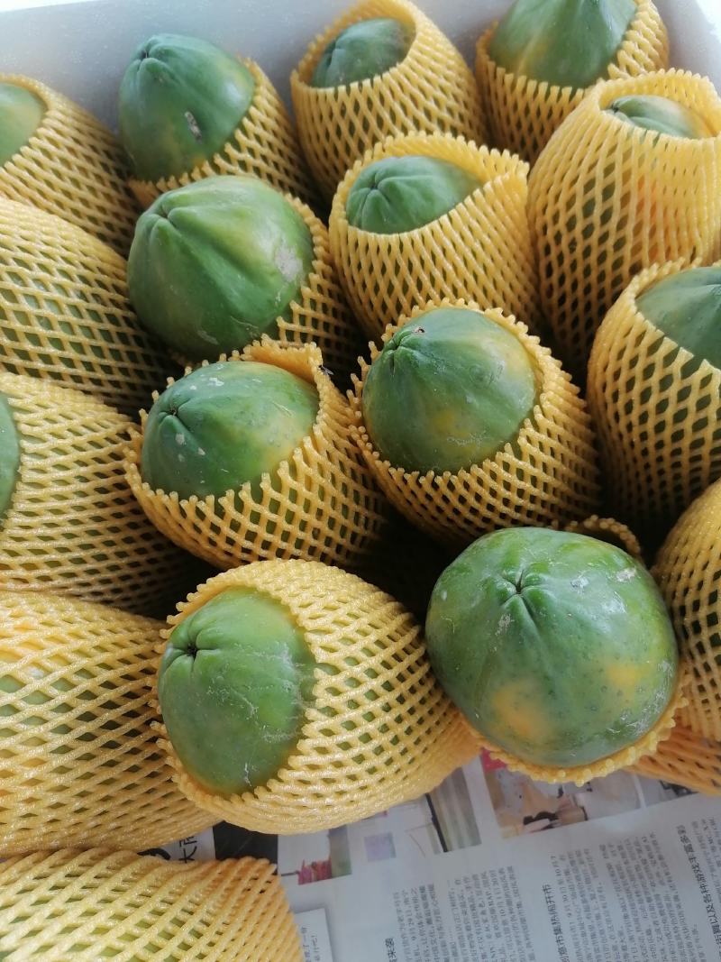 水果木瓜大青大白中白